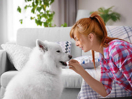 Learning About K9 Collagen Based Joint Supplements For Dogs